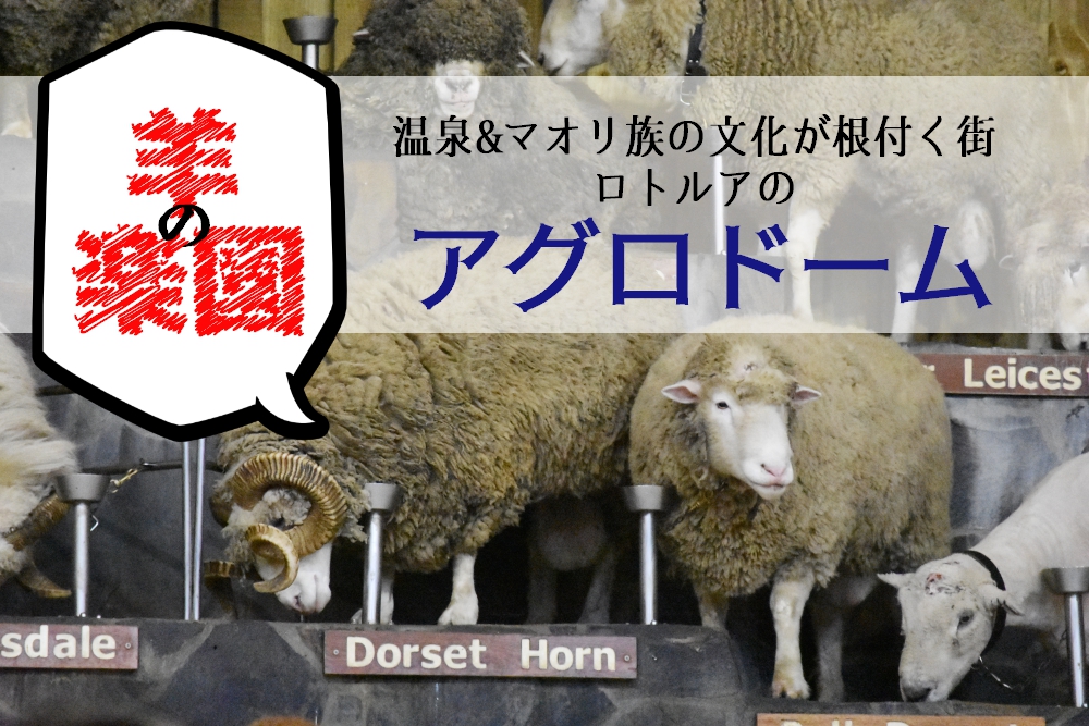 【ニュージーランド】羊の数が人口よりも多い国で国内最大の ...