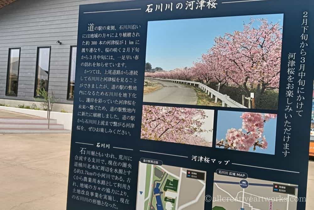 べに花の郷（桶川）_05
